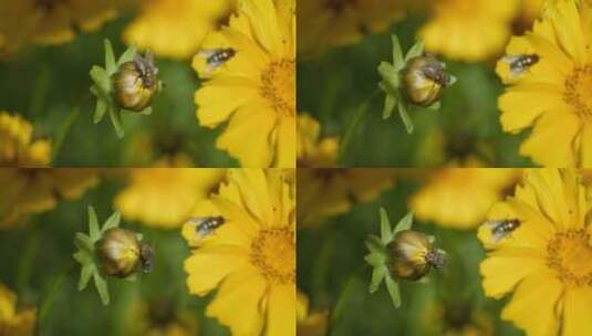春天金鸡菊花朵丝光绿蝇苍蝇高清在线视频素材下载