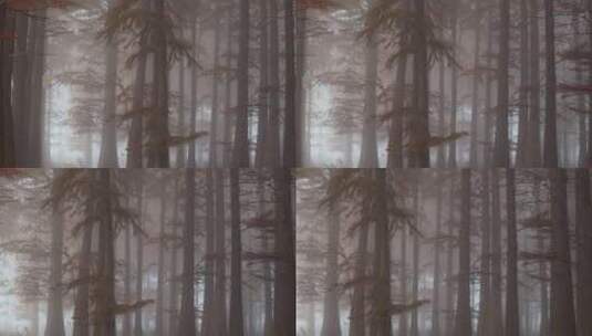 秋天水杉树林晨雾朦胧唯美高清在线视频素材下载