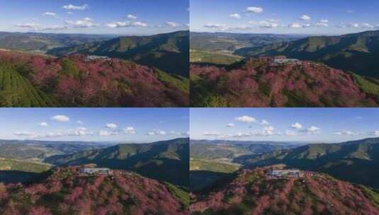 （延时）无量山樱花谷 春天最先到达的地方高清在线视频素材下载