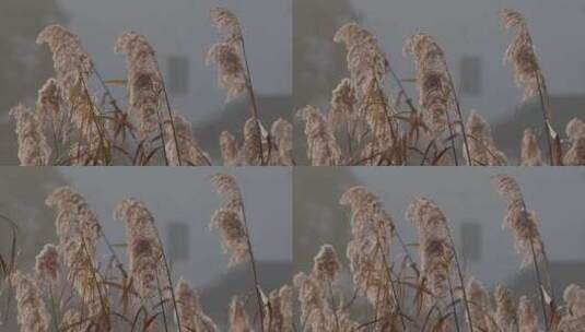 风中的芦花高清在线视频素材下载