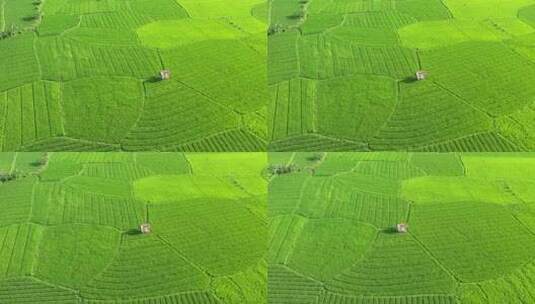 印度尼西亚东部稻田航拍高清在线视频素材下载