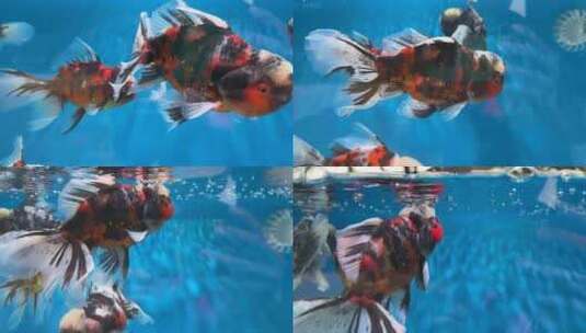 福州名贵兰寿金鱼高清在线视频素材下载