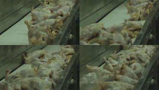 流水线工厂加工 鸡肉 鸡腿高清在线视频素材下载