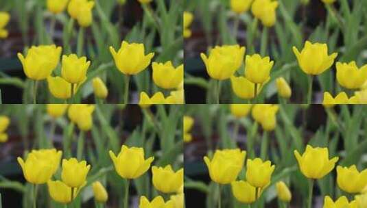 南宁青秀山上的郁金香花盛开特写空镜高清在线视频素材下载