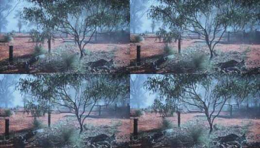 澳大利亚灌木丛中树木和灌木的雾蒙蒙的田野高清在线视频素材下载