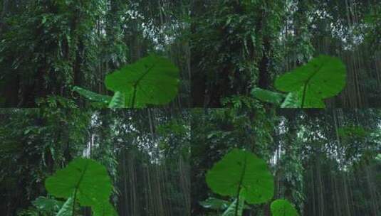 海南省大自然森林雨滴下雨河流山水农业风景高清在线视频素材下载