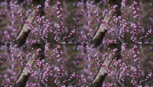 春天盛开的粉色桃花碧桃花朵特写高清在线视频素材下载