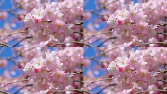 春天粉色樱花特写高清在线视频素材下载