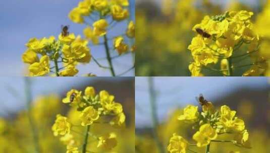 蜜蜂采食油菜花慢动作高清在线视频素材下载