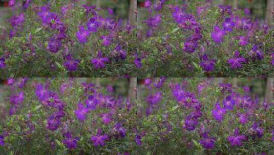 野牡丹花朵花瓣花开绽放高清在线视频素材下载