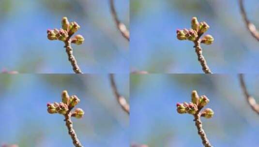 春天含苞待放的樱花花苞特写高清在线视频素材下载