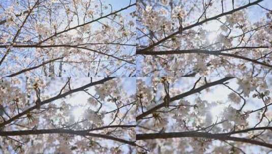 春天盛开的樱花树与阳光逆光满画幅高清在线视频素材下载