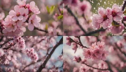 樱花 樱花花瓣上的水珠高清在线视频素材下载