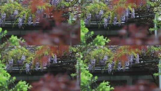 春天私家花园别墅小院花园洋房紫藤花开高清在线视频素材下载