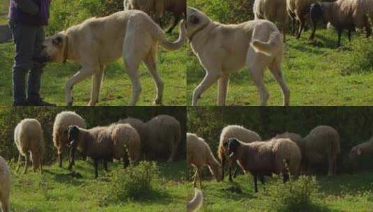 羊在绿色草地上吃草高清在线视频素材下载