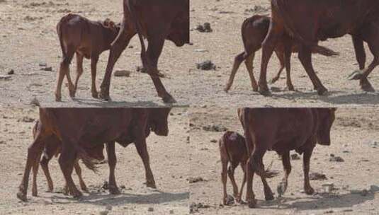 瓦图西小牛沿着母亲的身边穿过牧场高清在线视频素材下载