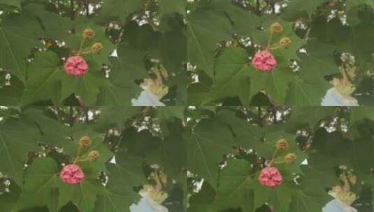 实拍植物鲜花芙蓉花高清在线视频素材下载