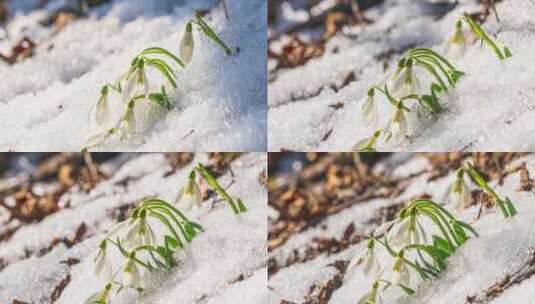 雪莲花在冰雪消融的土地上盛开高清在线视频素材下载