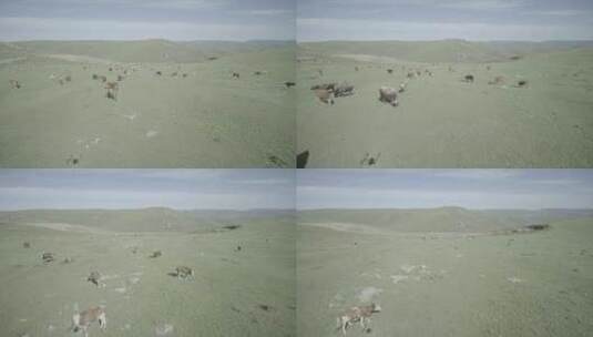 内蒙古呼和浩特大草原上吃草的牛群高清在线视频素材下载