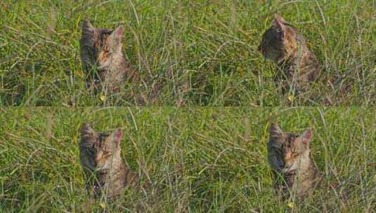 猫、草、草地高清在线视频素材下载