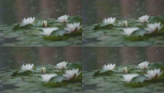 雨中水莲 莲花 睡莲 水莲高清在线视频素材下载