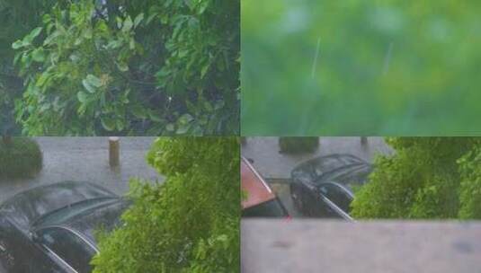 城市下暴雨下雨天雨水雨滴植物树叶子树木雨高清在线视频素材下载