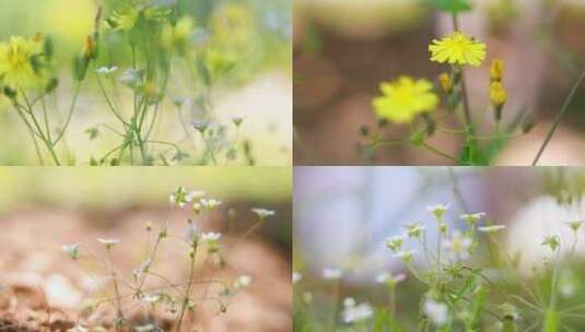 路边的野花高清在线视频素材下载