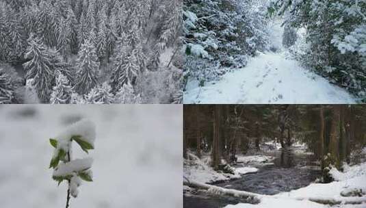 大雪后的森林高清在线视频素材下载