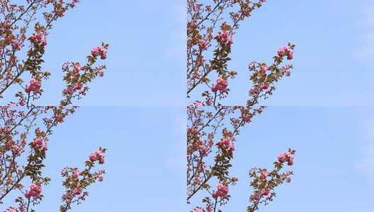 春分时节的樱花盛开高清在线视频素材下载