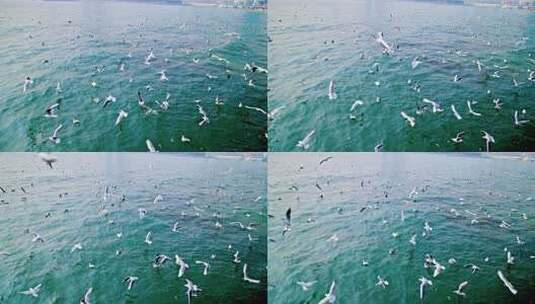 大海海面飞翔的海鸥高清在线视频素材下载