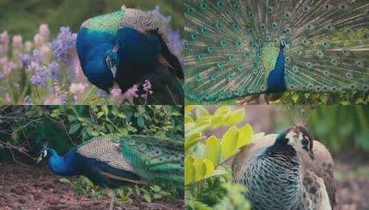 开屏孔雀特写高清在线视频素材下载