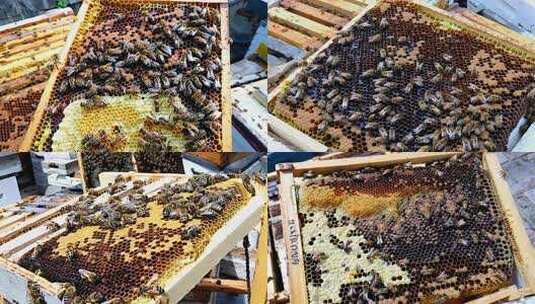 蜂巢上忙碌的蜜蜂高清在线视频素材下载