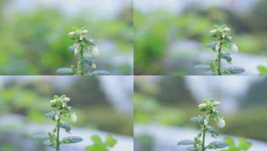 春天蓝莓开花高清在线视频素材下载