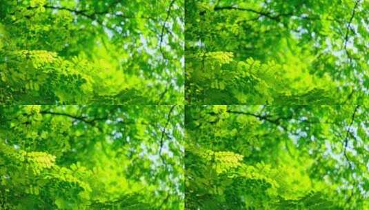 阳光树林 树荫 树叶高清在线视频素材下载