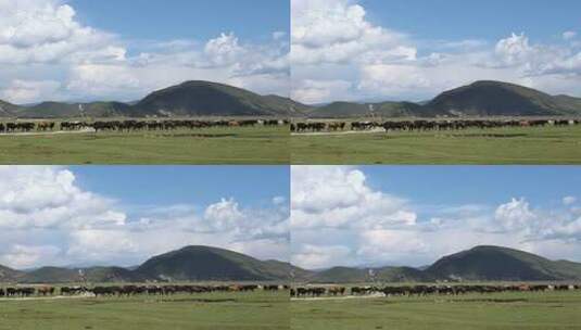 蓝天白云下高原草地上成群耗牛牛羊放牧高清在线视频素材下载