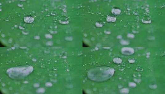 绿叶上露珠水珠滚动雨水滴落高清在线视频素材下载