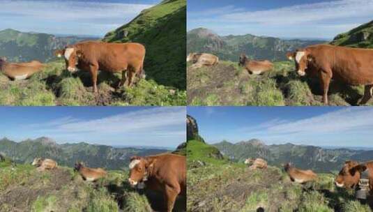 在瑞士Rautispitz山给家养奶牛打上耳标高清在线视频素材下载