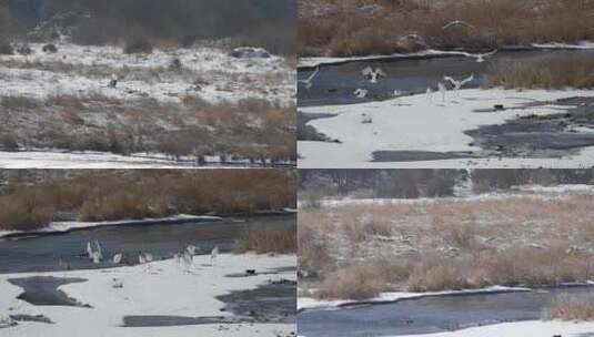 冬季里湿地飞翔的丹顶鹤高清在线视频素材下载