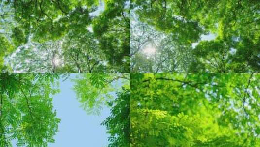 仰拍阳光树林绿色森林海红豆树相思树合集高清在线视频素材下载