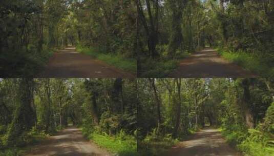 森林树林丛林小路推镜热带高清在线视频素材下载