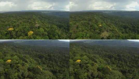 热带森林不同颜色花朵高清在线视频素材下载