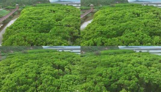 红树林湿地 海边红树林 候鸟 栖息地航拍高清在线视频素材下载