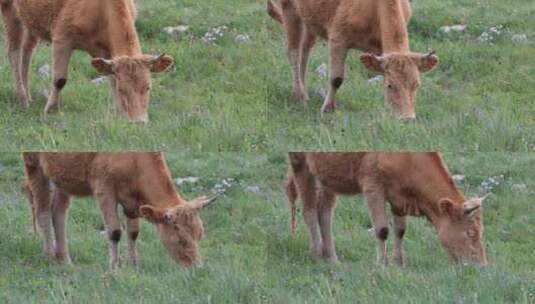 草原牛吃草  畜牧业 养殖 牛群高清在线视频素材下载