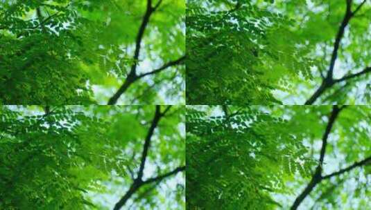 阳光树林树荫 绿色森林 海红豆树 相思树高清在线视频素材下载