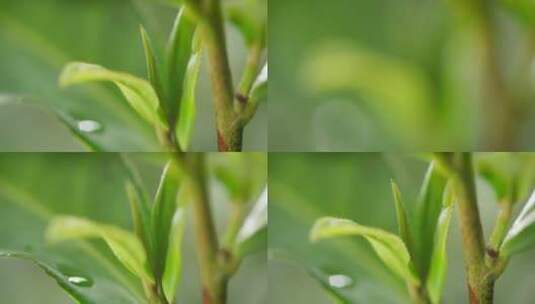 茶叶 茶树 特写 阳光 雨水22高清在线视频素材下载