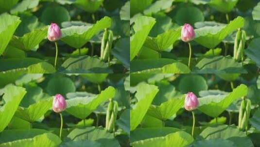 一朵含苞待放的莲花高清在线视频素材下载