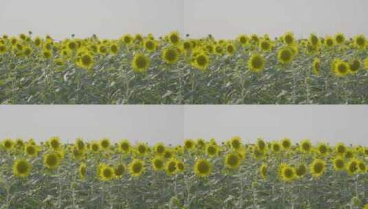 微风里的向日葵高清在线视频素材下载