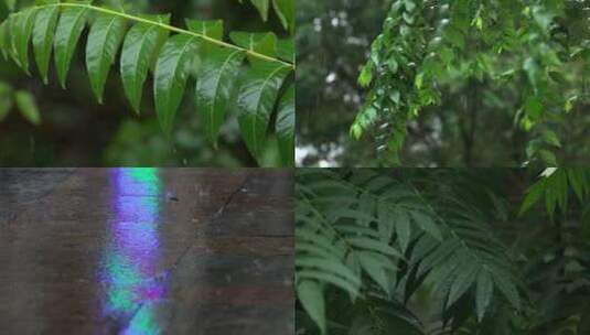 雨天植物 下雨天雨后树叶 雨滴露珠水珠高清在线视频素材下载