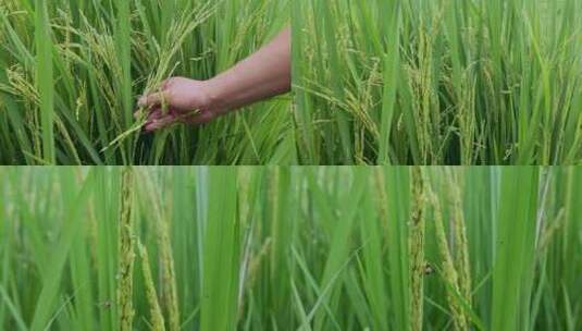 乡村振兴水稻种植细节粮食安全高清在线视频素材下载