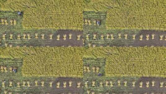 俯瞰稻田农民收割稻子高清在线视频素材下载